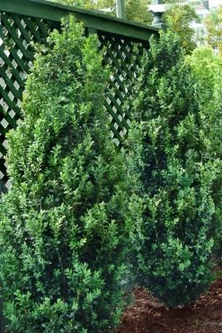 Green Tower Boxwood - 2 Gallon Pot