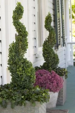 Green Tower Boxwood - 2 Gallon Pot -Shrub Plant Shop buxus sempervirens monrue green tower boxwood 3 1