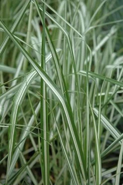 Avalanche Feather Reed Grass (Calamagrostis) - 3 Gallon Pot 8 Avalanche Feather Reed Grass (Calamagrostis) - 3 Gallon Pot -Shrub Plant Shop calamagrostis x acutiflora avalanche feather reed grass 6