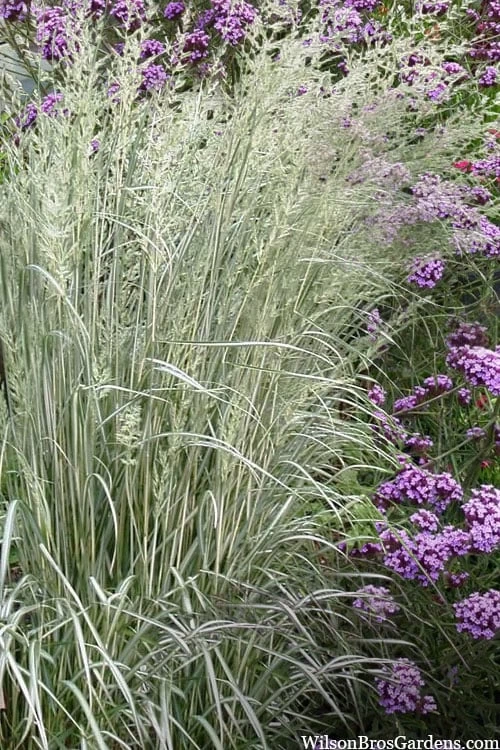 Avalanche Feather Reed Grass (Calamagrostis) - 3 Gallon Pot 1 Avalanche Feather Reed Grass (Calamagrostis) - 3 Gallon Pot