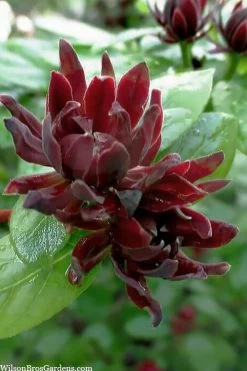 Simply Scentsational Sweetshrub (Calycanthus ) - 1 Gallon Pot