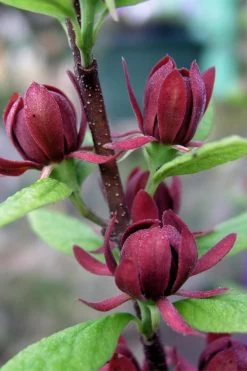 Simply Scentsational Sweetshrub (Calycanthus ) - 1 Gallon Pot -Shrub Plant Shop calycanthus simply scentsational sweet shrub 3