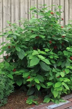 Simply Scentsational Sweetshrub (Calycanthus ) - 1 Gallon Pot -Shrub Plant Shop calycanthus simply scentsational sweet shrub 4