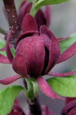 Simply Scentsational Sweetshrub (Calycanthus ) - 1 Gallon Pot -Shrub Plant Shop calycanthus simply scentsational sweet shrub 7