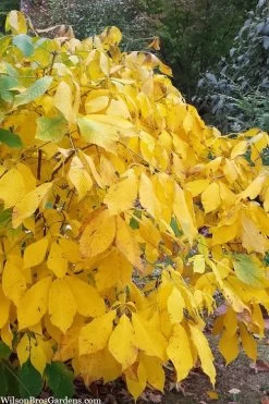 Simply Scentsational Sweetshrub (Calycanthus ) - 1 Gallon Pot -Shrub Plant Shop calycanthus simply scentsational sweet shrub 8