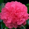 Anticipation Camellia - 1 Gallon Pot