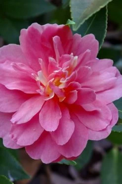 Autumn Spirit Camellia - Hybrid - 1 Gallon Pot -Shrub Plant Shop camellia autumn spirit 21