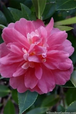 Autumn Spirit Camellia - Hybrid - 1 Gallon Pot -Shrub Plant Shop camellia autumn spirit 22