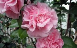 Debutante Pink Camellia Japonica - 6 Pack Of 1 Gallon Pots -Shrub Plant Shop camellia debutante pink 5