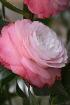 Desire Camellia Japonica - 3 Gallon Pot