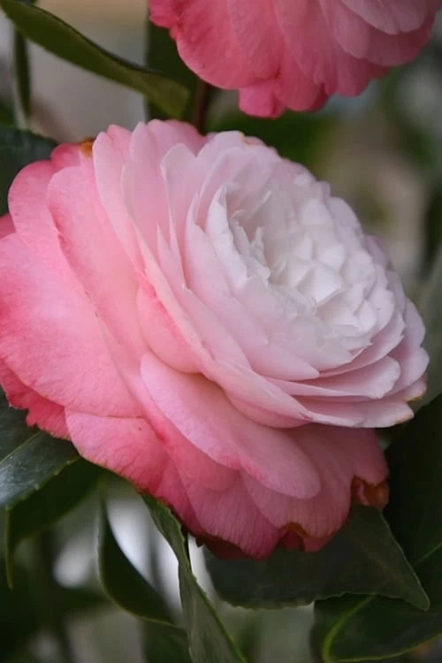 Desire Camellia Japonica - 3 Gallon Pot 1 Desire Camellia Japonica - 3 Gallon Pot