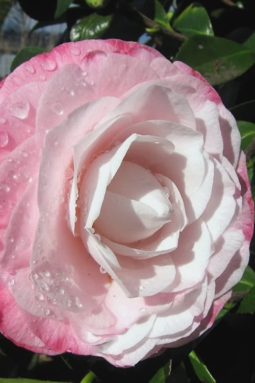 Desire Camellia Japonica - 3 Gallon Pot 5 Desire Camellia Japonica - 3 Gallon Pot - Image 5