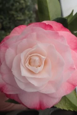 Desire Camellia Japonica - 3 Gallon Pot 8 Desire Camellia Japonica - 3 Gallon Pot -Shrub Plant Shop camellia desire 3