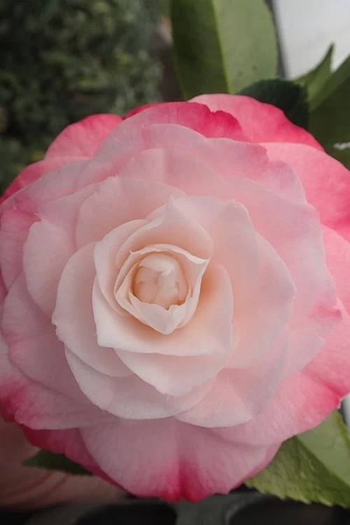 Desire Camellia Japonica - 3 Gallon Pot 4 Desire Camellia Japonica - 3 Gallon Pot - Image 4