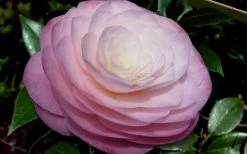 Ella Ward Parsons Camellia - 3 Gallon Pot -Shrub Plant Shop camellia ella ward parsons 2