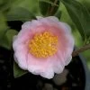Frost Princess Camellia - 3 Gallon Pot