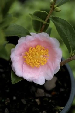 Frost Princess Camellia - 3 Gallon Pot