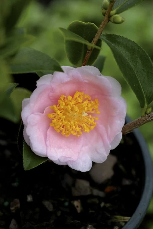 Frost Princess Camellia - 3 Gallon Pot 1 Frost Princess Camellia - 3 Gallon Pot