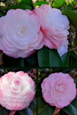 Guest Star Camellia Japonica - 1 Gallon Pot -Shrub Plant Shop camellia guest star 3 1