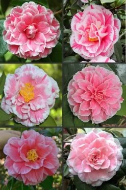 Brilliant Gem Fragrant Camellia Japonica - Herme - 3 Gallon Pot 9 Brilliant Gem Fragrant Camellia Japonica - Herme - 3 Gallon Pot -Shrub Plant Shop camellia herrmes 1