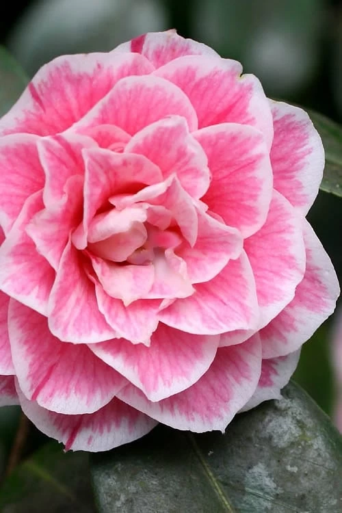 Brilliant Gem Fragrant Camellia Japonica - Herme - 3 Gallon Pot 1 Brilliant Gem Fragrant Camellia Japonica - Herme - 3 Gallon Pot