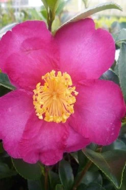 Hiryu Camellia Sasanqua - 3 Gallon Pot -Shrub Plant Shop camellia hiryu 2