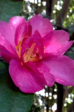 Hiryu Camellia Sasanqua - 3 Gallon Pot -Shrub Plant Shop camellia hiryu 4