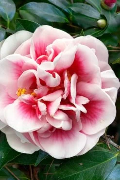 Irrational Exuberance Camellia Japonica - 3 Gallon Pot -Shrub Plant Shop camellia irrational exuberance 3