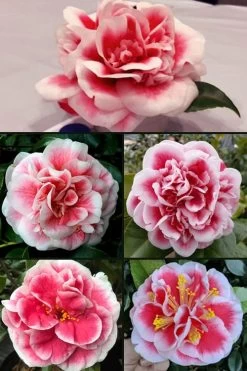 Irrational Exuberance Camellia Japonica - 3 Gallon Pot -Shrub Plant Shop camellia irrational exuberance 6