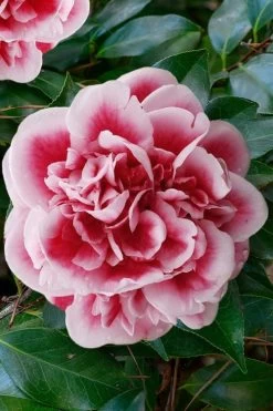 Irrational Exuberance Camellia Japonica - 3 Gallon Pot -Shrub Plant Shop camellia irrational exuberance 7