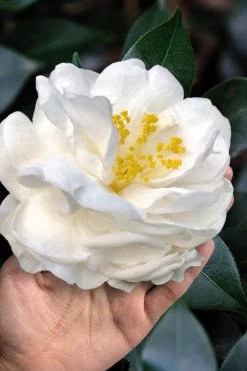 Colonial Dame Camellia - 3 Gallon Pot -Shrub Plant Shop camellia japonica colonial dame 11