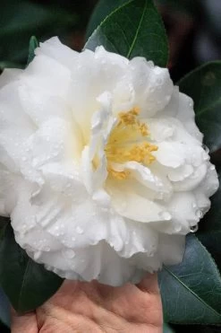 Colonial Dame Camellia - 3 Gallon Pot