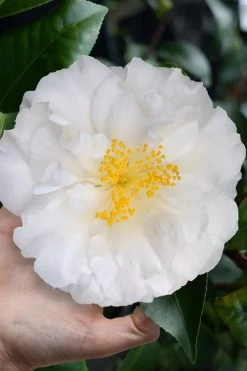 Colonial Dame Camellia - 3 Gallon Pot -Shrub Plant Shop camellia japonica colonial dame 4