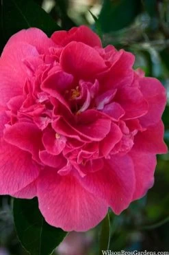 New Products 13 Roosevelt Blues Camellia Japonica - 3 Gallon Pot