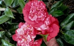 Laura Walker Camellia Japonica - 3 Gallon Pot 9 Laura Walker Camellia Japonica - 3 Gallon Pot -Shrub Plant Shop camellia laura walker 10