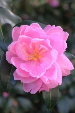 Sagamio Wabisuke Camellia - 3 Gallon Pot -Shrub Plant Shop camellia sagamio wabisuki 1