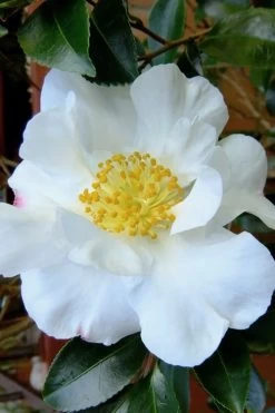 Setsugekka Fragrant Camellia Sasanqua - 7 Gallon Pot -Shrub Plant Shop camellia setsugekka 3