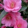 Spring Awakening Fragrant Camellia Hybrid - 3 Gallon Pot