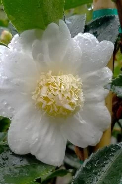 Winter's Snowman Camellia Hybrid - 7 Gallon Pot (3-4') 7 Winter's Snowman Camellia Hybrid - 7 Gallon Pot (3-4') -Shrub Plant Shop camellia winters snowman 105