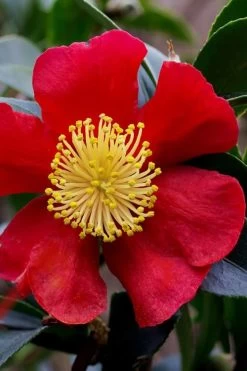 Yuletide Camellia Sasanqua - 7 Gallon Pot (3-4') -Shrub Plant Shop camellia yuletide best