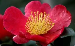 Yuletide Camellia Sasanqua - 7 Gallon Pot (3-4') -Shrub Plant Shop camellia yuletide flower closeup