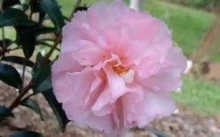 Cotton Candy Camellia Sasanqua - 6 Pack Of 1 Gallon Pots -Shrub Plant Shop camelliacottoncandy