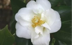 White Empress Camellia Japonica - 1 Gallon Pot 7 White Empress Camellia Japonica - 1 Gallon Pot -Shrub Plant Shop camelliawhiteempress