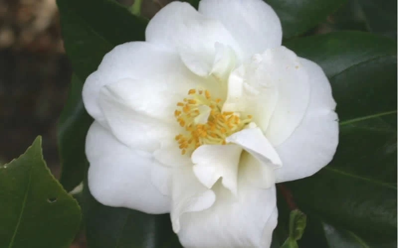 White Empress Camellia Japonica - 1 Gallon Pot 4 White Empress Camellia Japonica - 1 Gallon Pot - Image 4