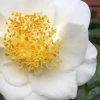 White Empress Camellia Japonica - 1 Gallon Pot