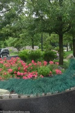 Blue Zinger Sedge Grass (Carex Flacca) - 1 Gallon Pot -Shrub Plant Shop carex flacca blue zinger sedge grass 13