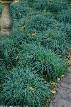 Blue Zinger Sedge Grass (Carex Flacca) - 5 Pack Of Quart Pots -Shrub Plant Shop carex flacca blue zinger sedge grass 14 2