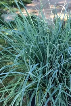 Blue Zinger Sedge Grass (Carex Flacca) - 5 Pack Of Quart Pots -Shrub Plant Shop carex flacca blue zinger sedge grass 15 2
