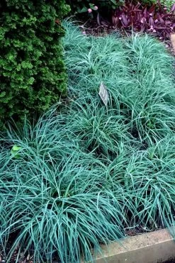 Blue Zinger Sedge Grass (Carex Flacca) - 5 Pack Of Quart Pots -Shrub Plant Shop carex flacca blue zinger sedge grass 17 2
