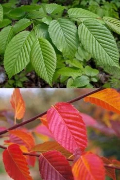American Hornbeam (Ironwood Tree) - 3 Gallon Pot 13 American Hornbeam (Ironwood Tree) - 3 Gallon Pot -Shrub Plant Shop carpinus caroliniana american hornbeam 2